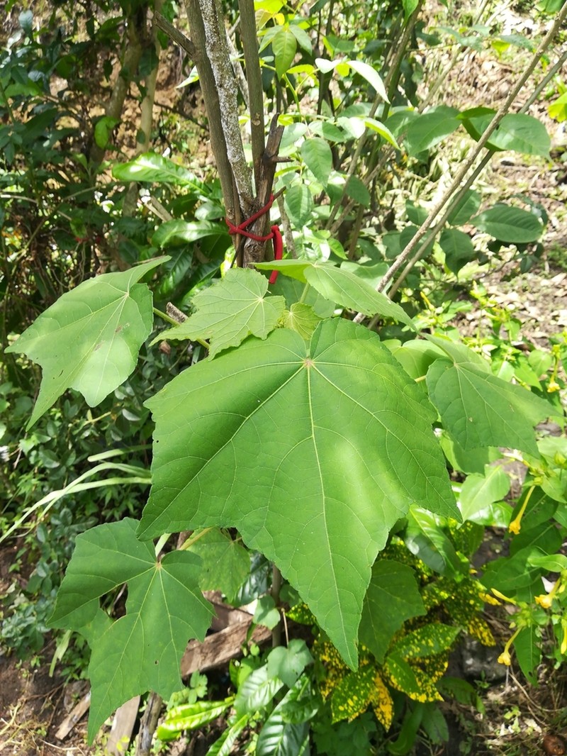 Dixie Rosemallow photo 2