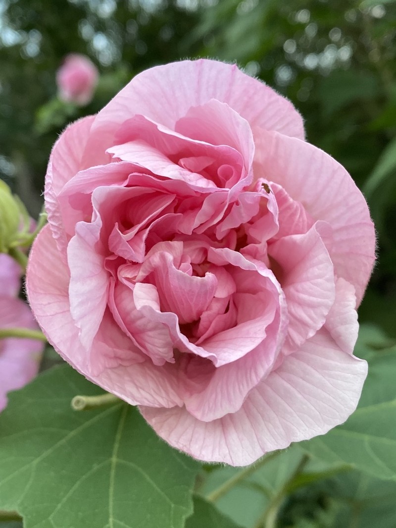 Dixie Rosemallow photo 3