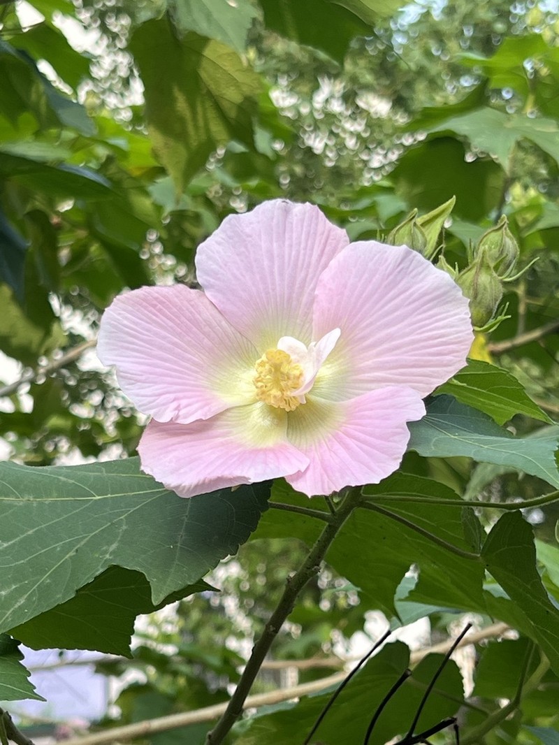 Dixie Rosemallow photo 4