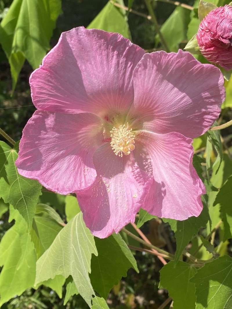 Dixie Rosemallow photo 5