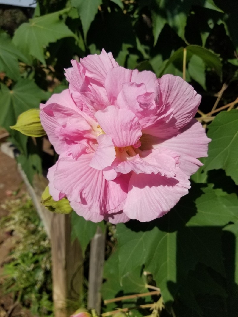 Dixie Rosemallow photo 6