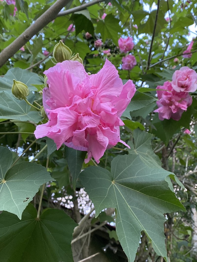 Dixie Rosemallow photo 7