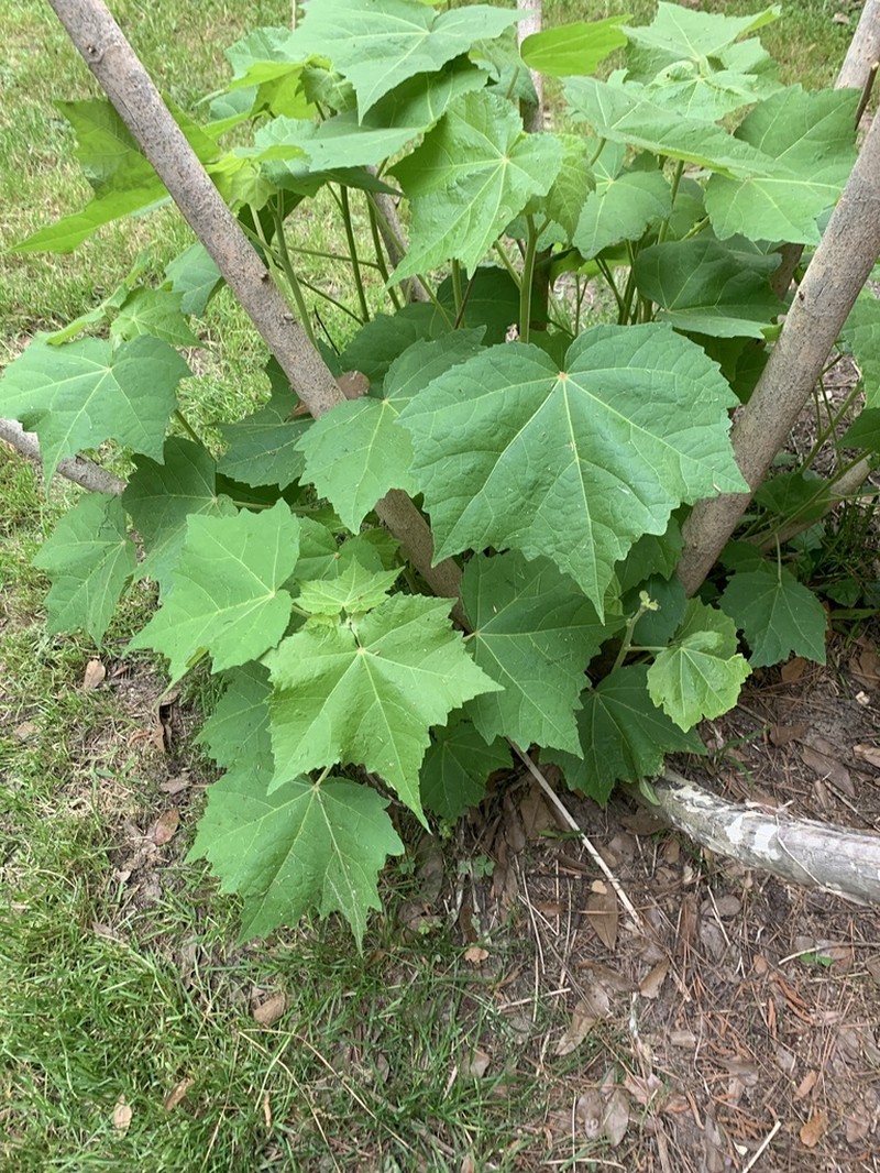Dixie Rosemallow photo 8