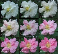 Dixie Rosemallow
