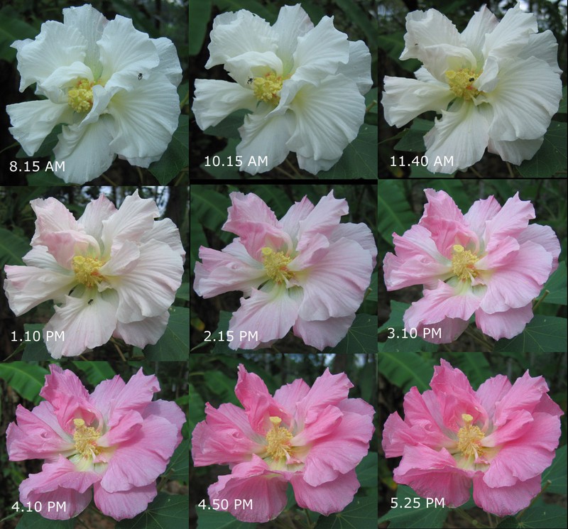 Dixie Rosemallow photo 2