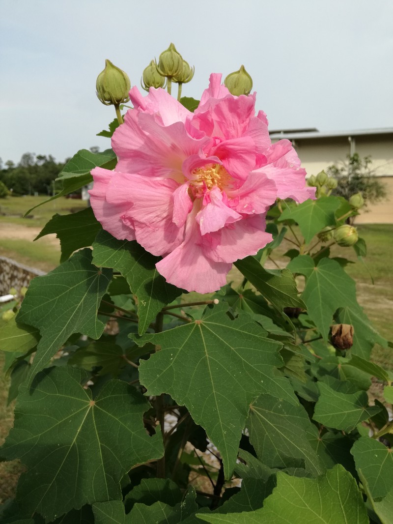 Dixie Rosemallow photo 3
