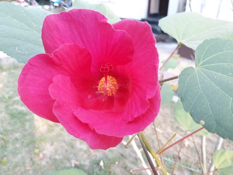Dixie Rosemallow photo 4