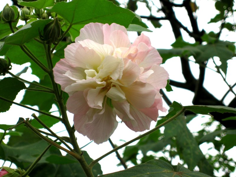 Dixie Rosemallow