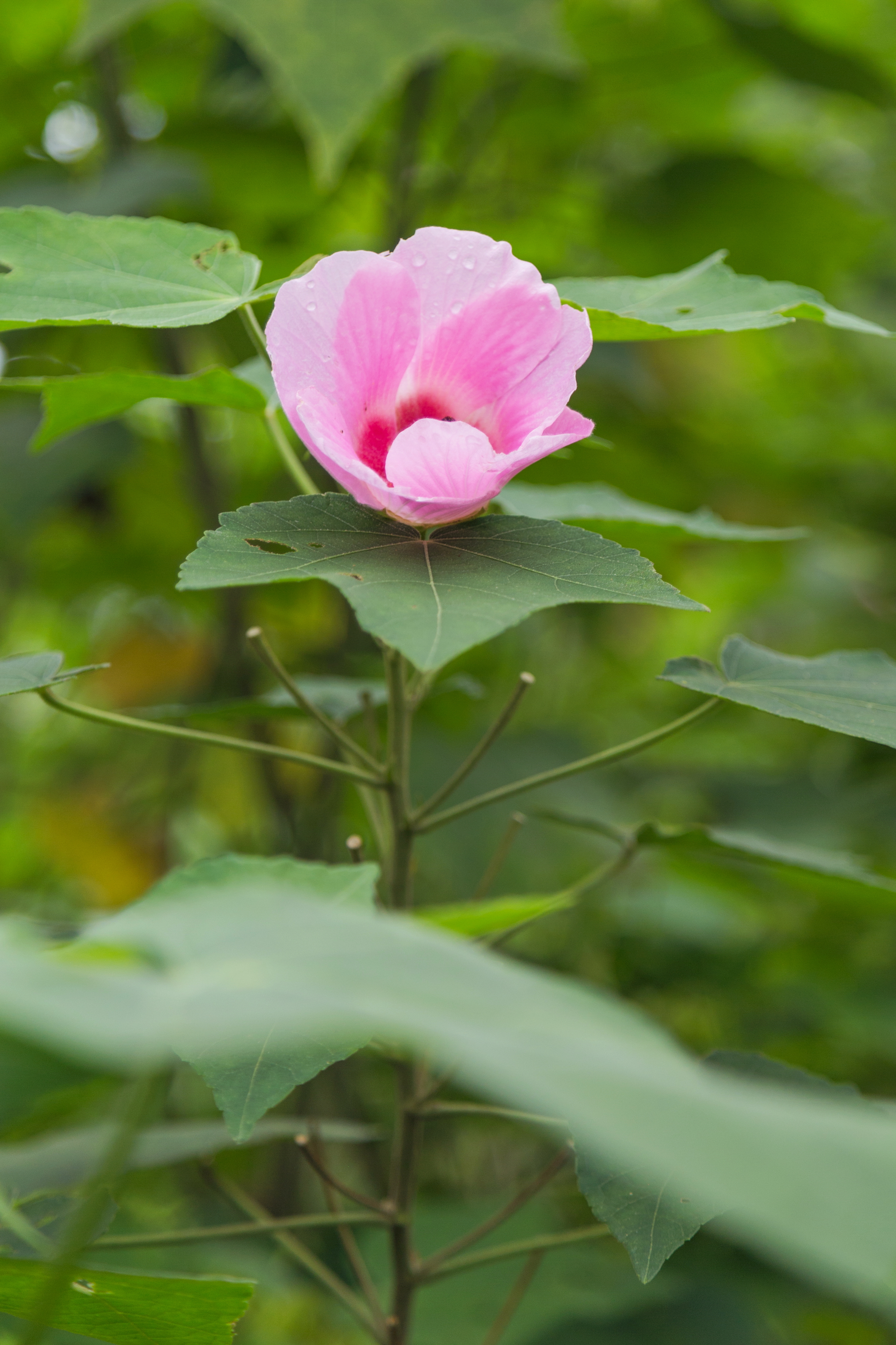 Dixie Rosemallow photo 6