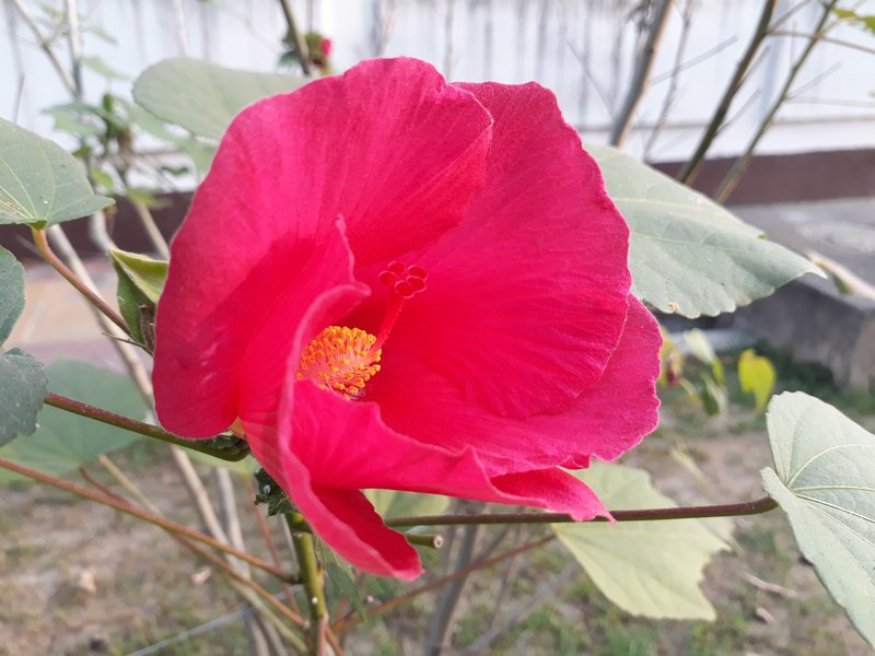 Dixie Rosemallow photo 7