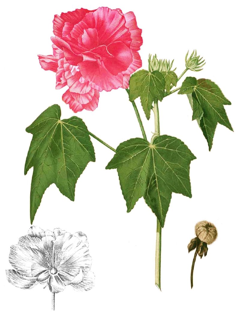 Dixie Rosemallow photo 8