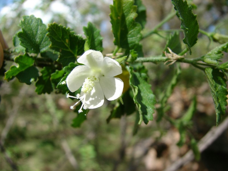 Hibiscus mutatus