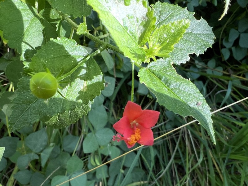 Hibiscus mutatus photo 3