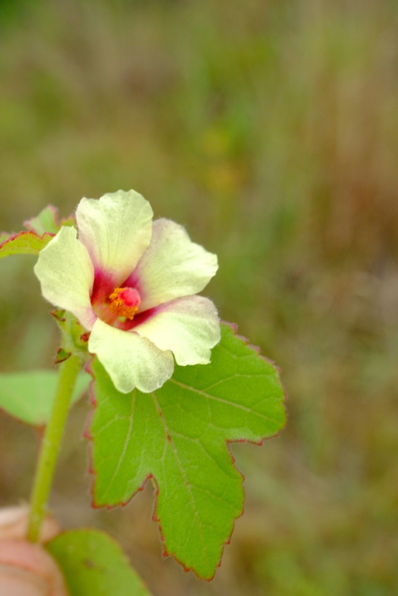 Hibiscus ngokbanakii