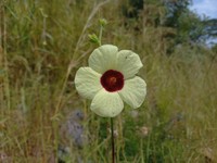 Hibiscus nigricaulis