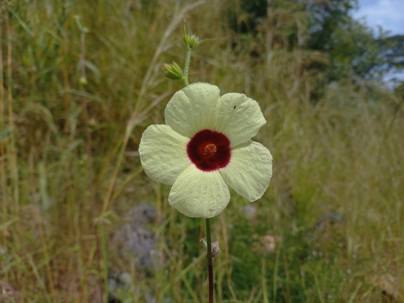 Hibiscus nigricaulis