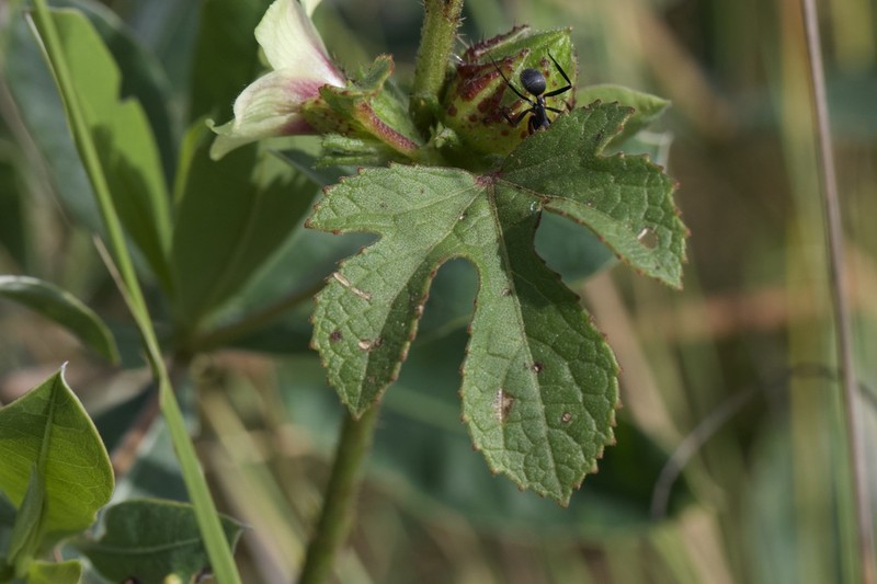 Hibiscus nigricaulis photo 2