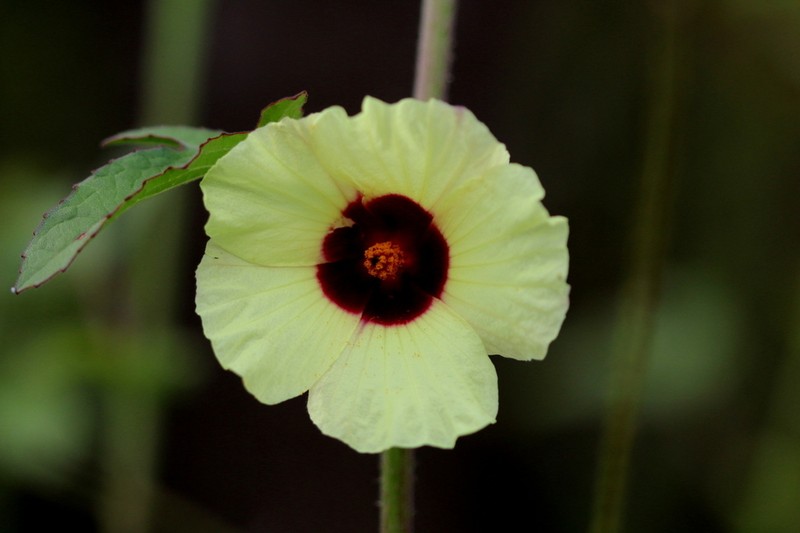 Hibiscus nigricaulis photo 3