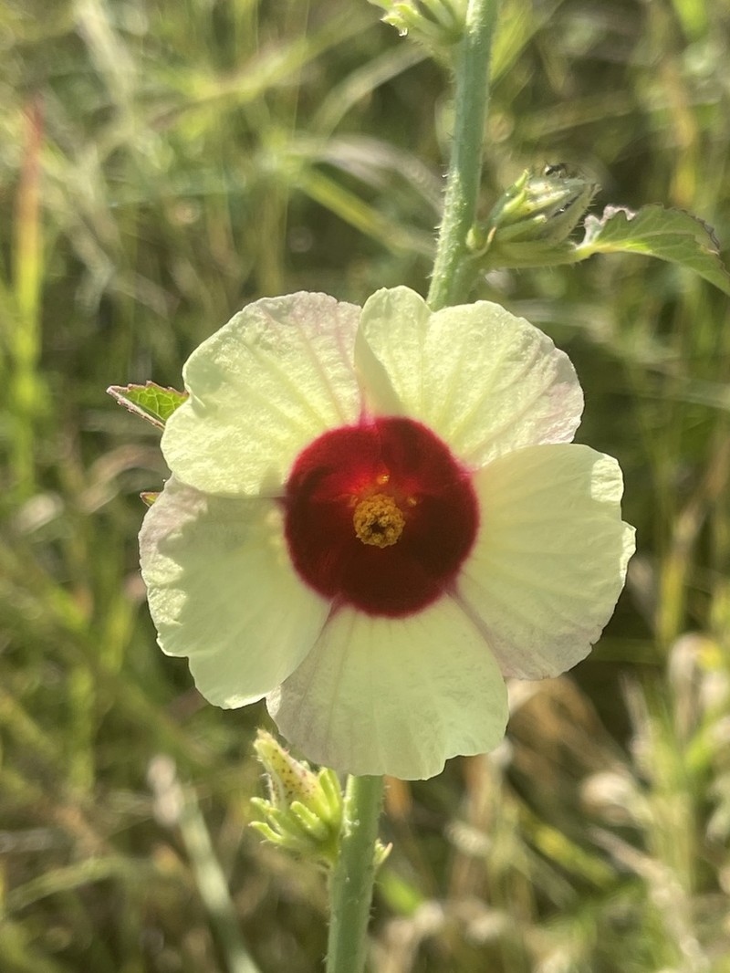 Hibiscus nigricaulis photo 4