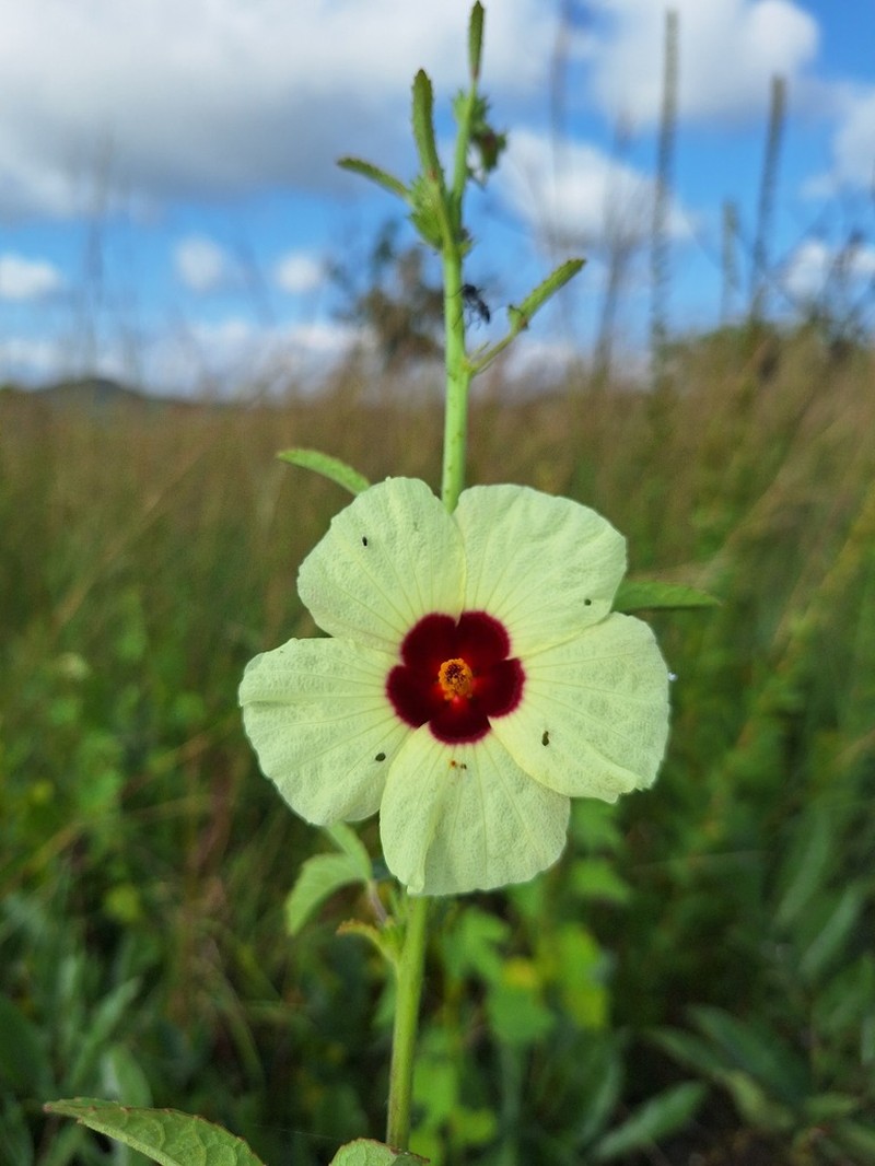 Hibiscus nigricaulis photo 5