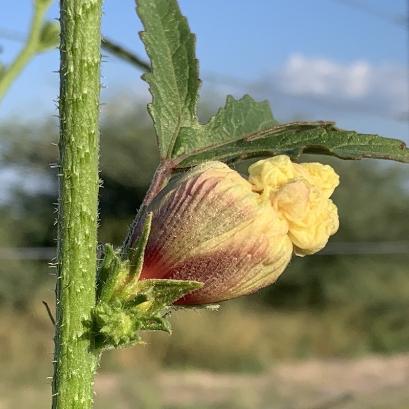 Hibiscus nigricaulis photo 6
