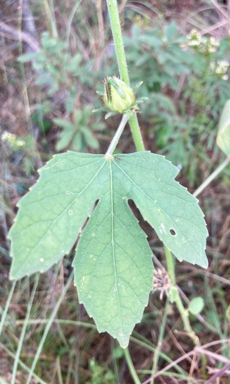 Hibiscus nigricaulis photo 7