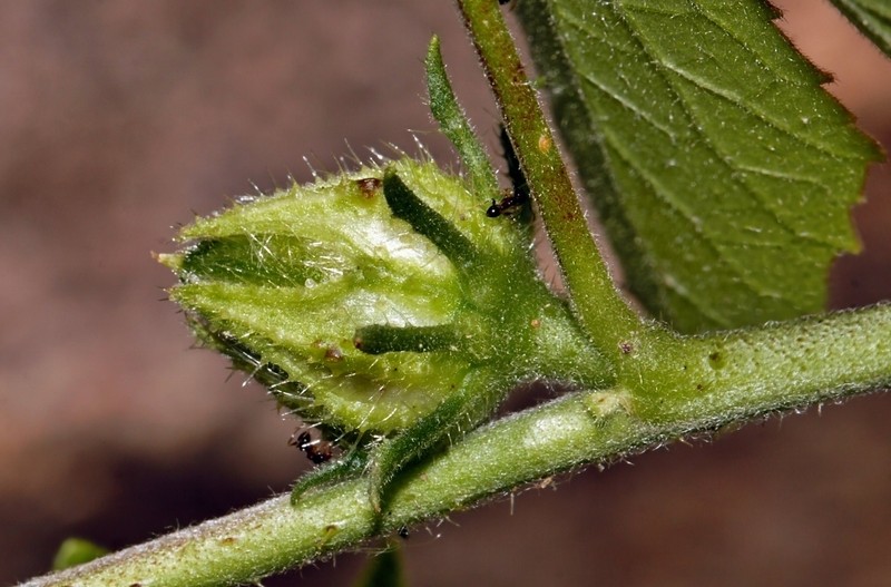 Hibiscus nigricaulis photo 8
