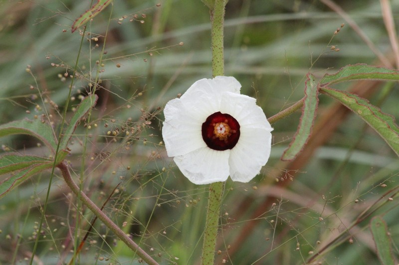 Hibiscus noldeae photo 2
