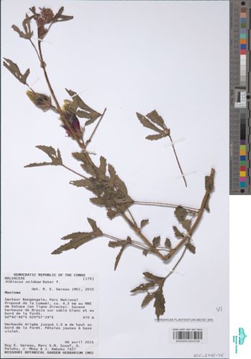 Hibiscus noldeae photo 3