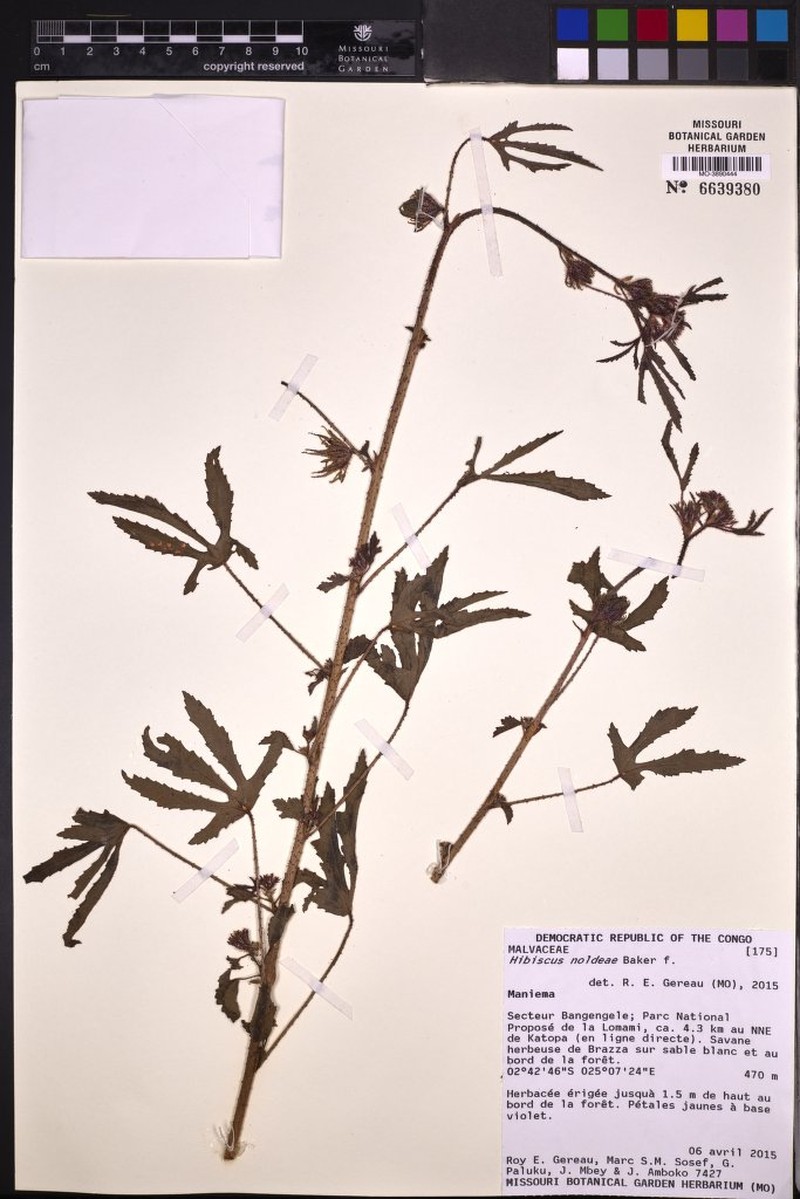 Hibiscus noldeae photo 4