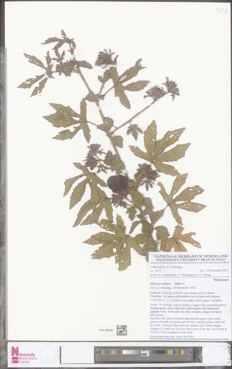 Hibiscus noldeae photo 5
