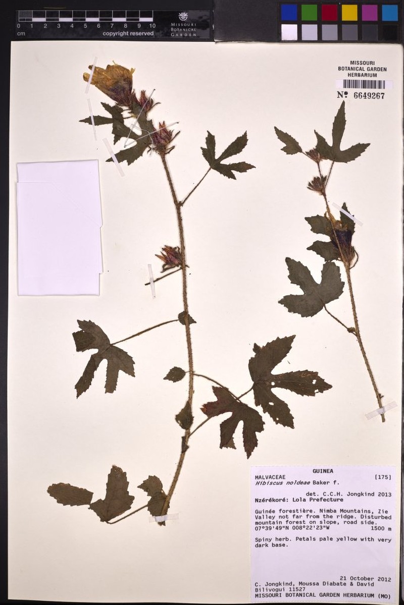 Hibiscus noldeae photo 8