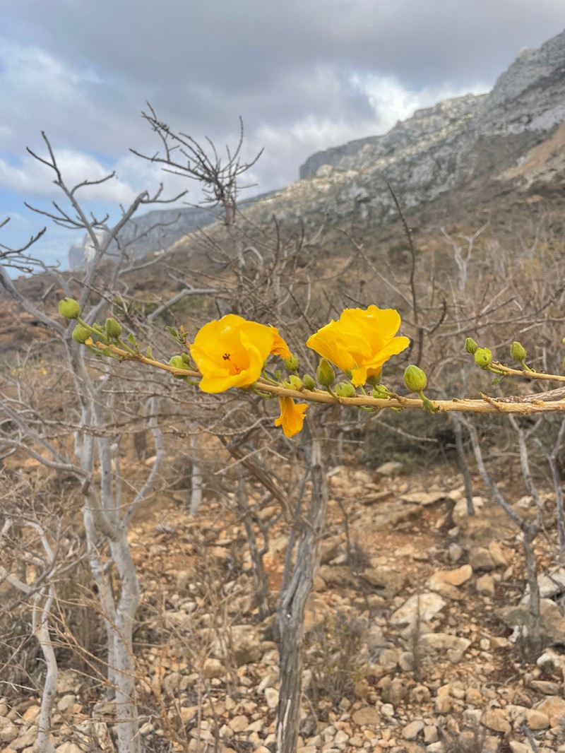 Hibiscus noli-tangere