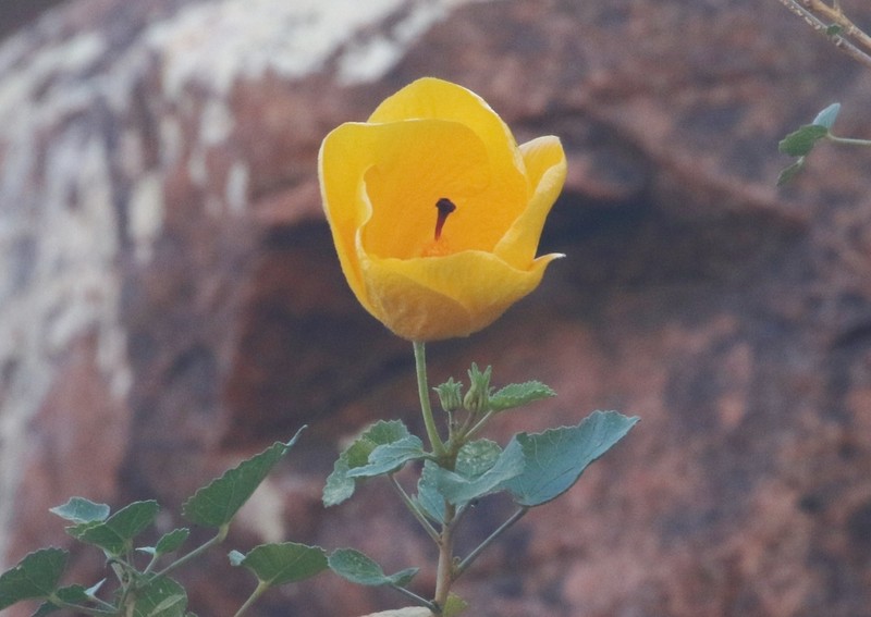 Hibiscus noli-tangere photo 2
