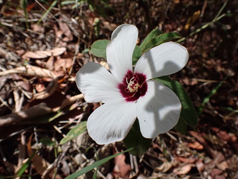 Hibiscus normanii photo 2