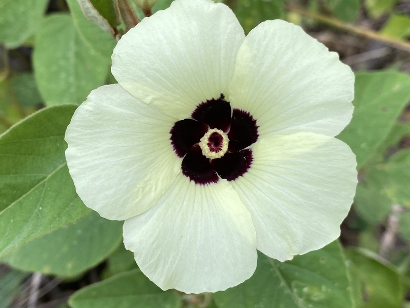 Hibiscus normanii photo 3