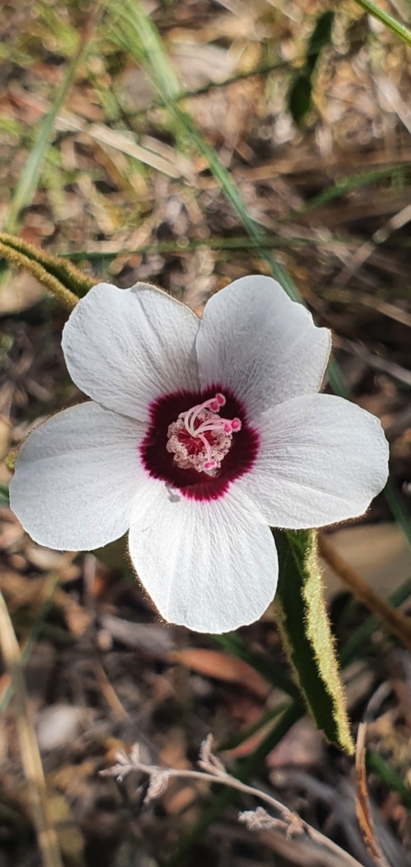 Hibiscus normanii photo 5