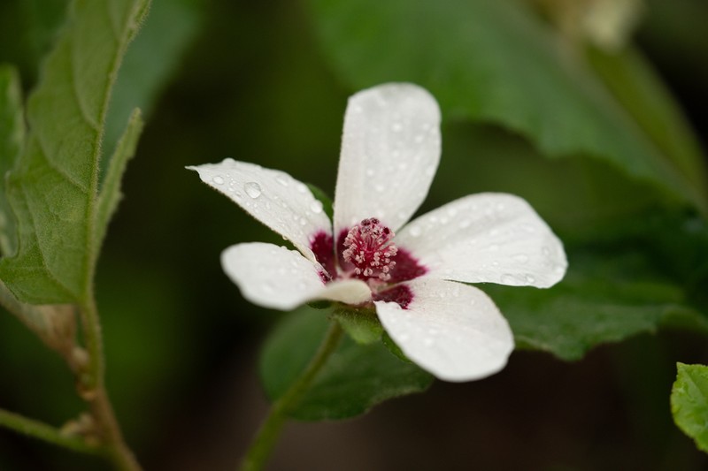 Hibiscus normanii photo 6