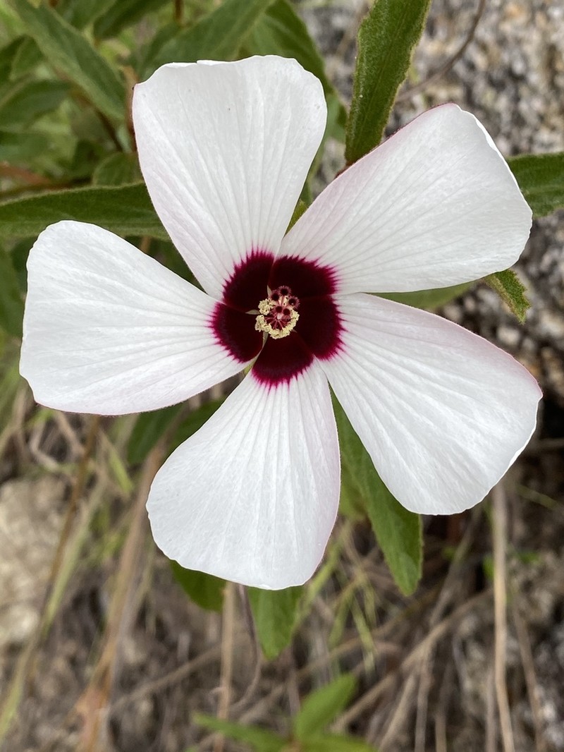 Hibiscus normanii photo 7