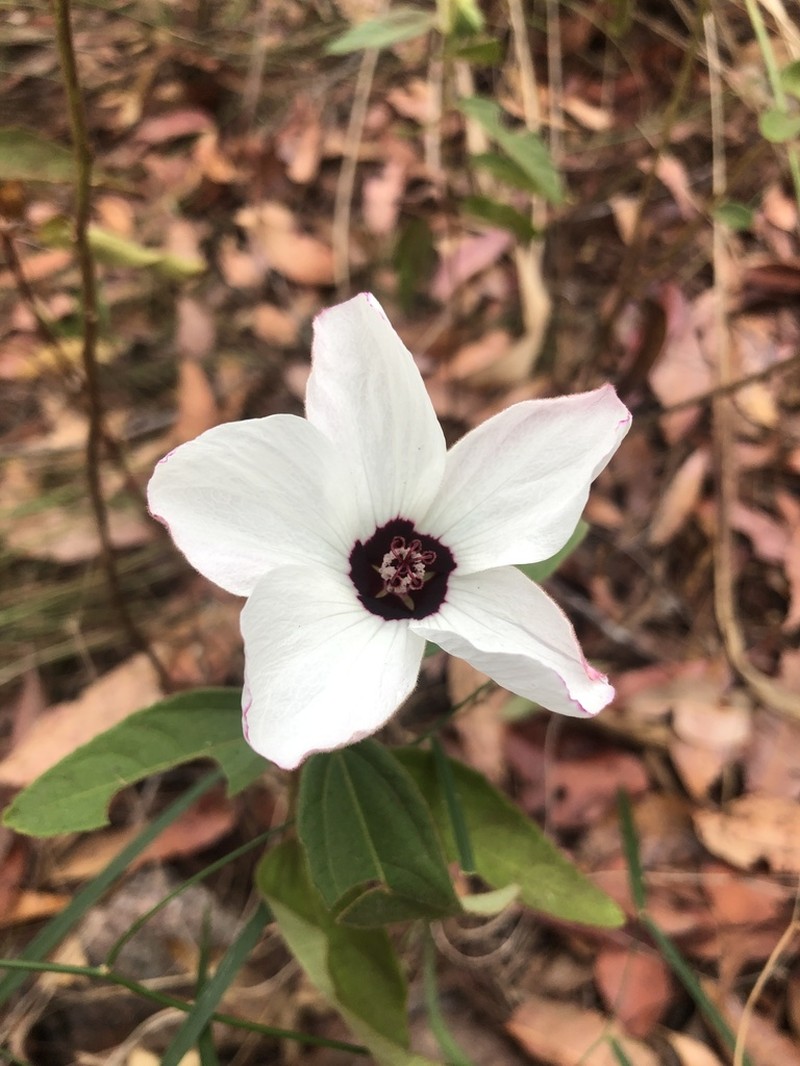 Hibiscus normanii photo 8