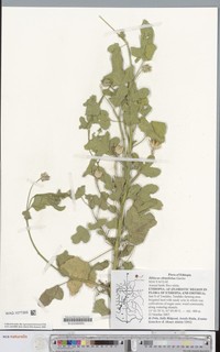 Hibiscus obtusilobus
