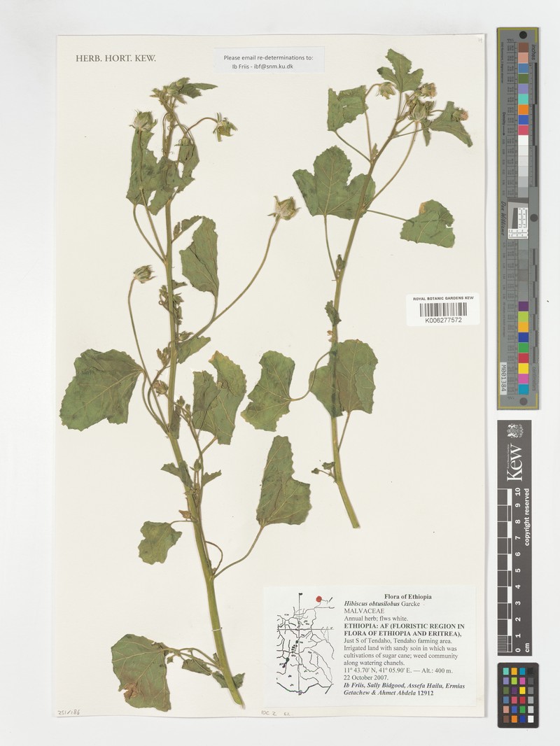 Hibiscus obtusilobus photo 2