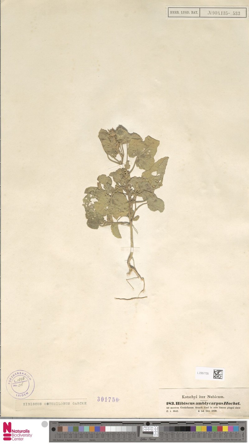 Hibiscus obtusilobus photo 3