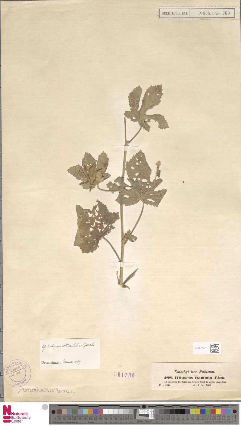 Hibiscus obtusilobus photo 4