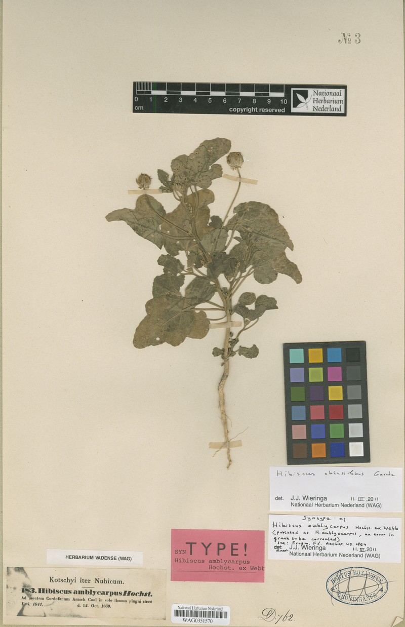 Hibiscus obtusilobus photo 6