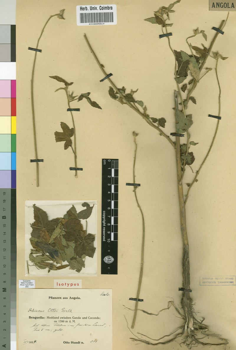 Hibiscus ottoi