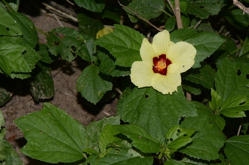 Hibiscus ovalifolius