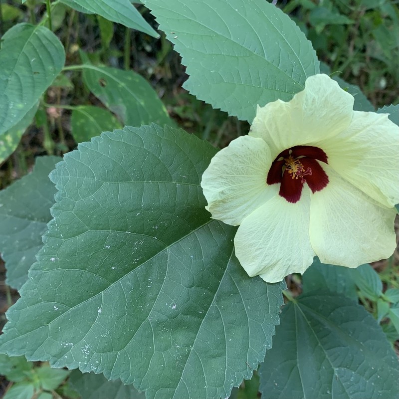 Hibiscus ovalifolius photo 2