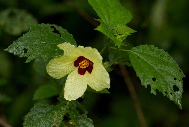 Hibiscus ovalifolius photo 3
