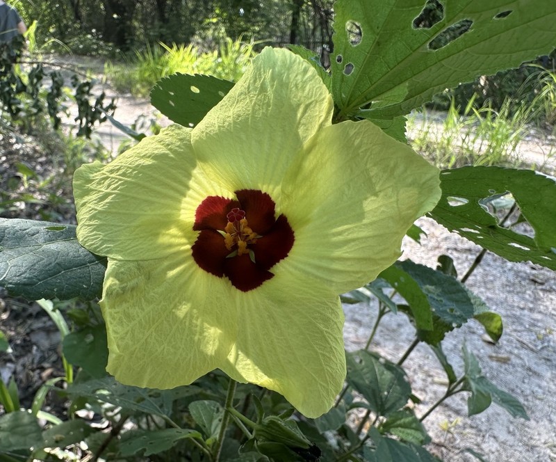 Hibiscus ovalifolius photo 4